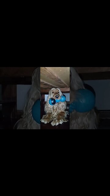 #dogshow , #animals , #dogs , #shorts(2)