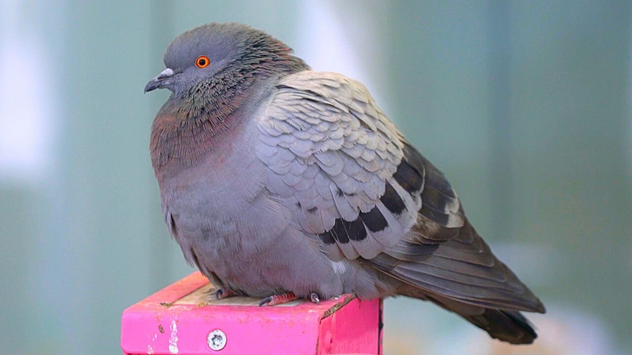 Close-up of the Pigeon of the Pink Bicycle Stand