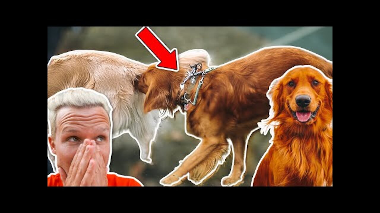 DingDon! HE WAS SO LEASH REACTIVE UNTIL WE REALIZED THIS!