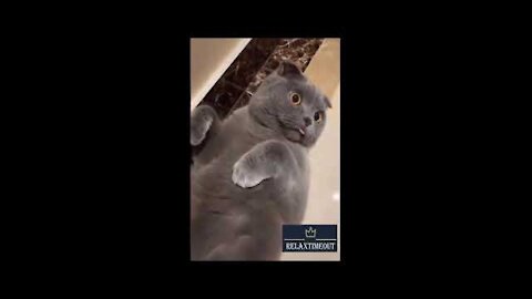 😻So Cute Cats, kittens, dogs and animals. Best Funny Cat Dog Videos to keep you smiling😻 #21