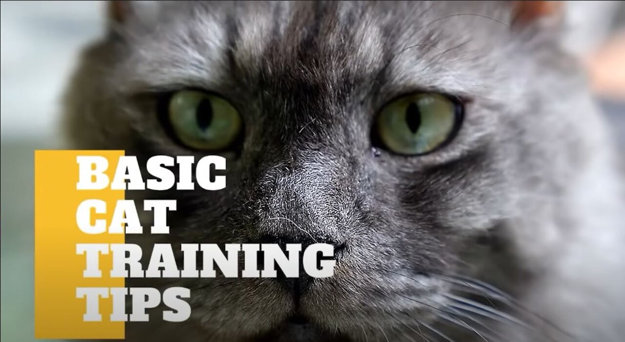 Basic Cat Training Tips!