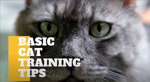 Basic Cat Training Tips!