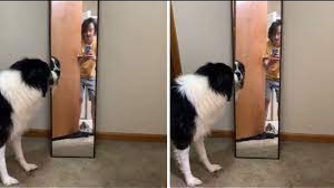 Pup freaks out after seeing his own reflection #Shortsr