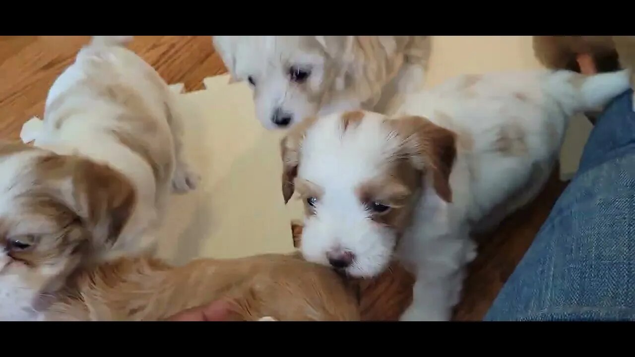 W Litter - 1st Trip to The Kitchen(3)