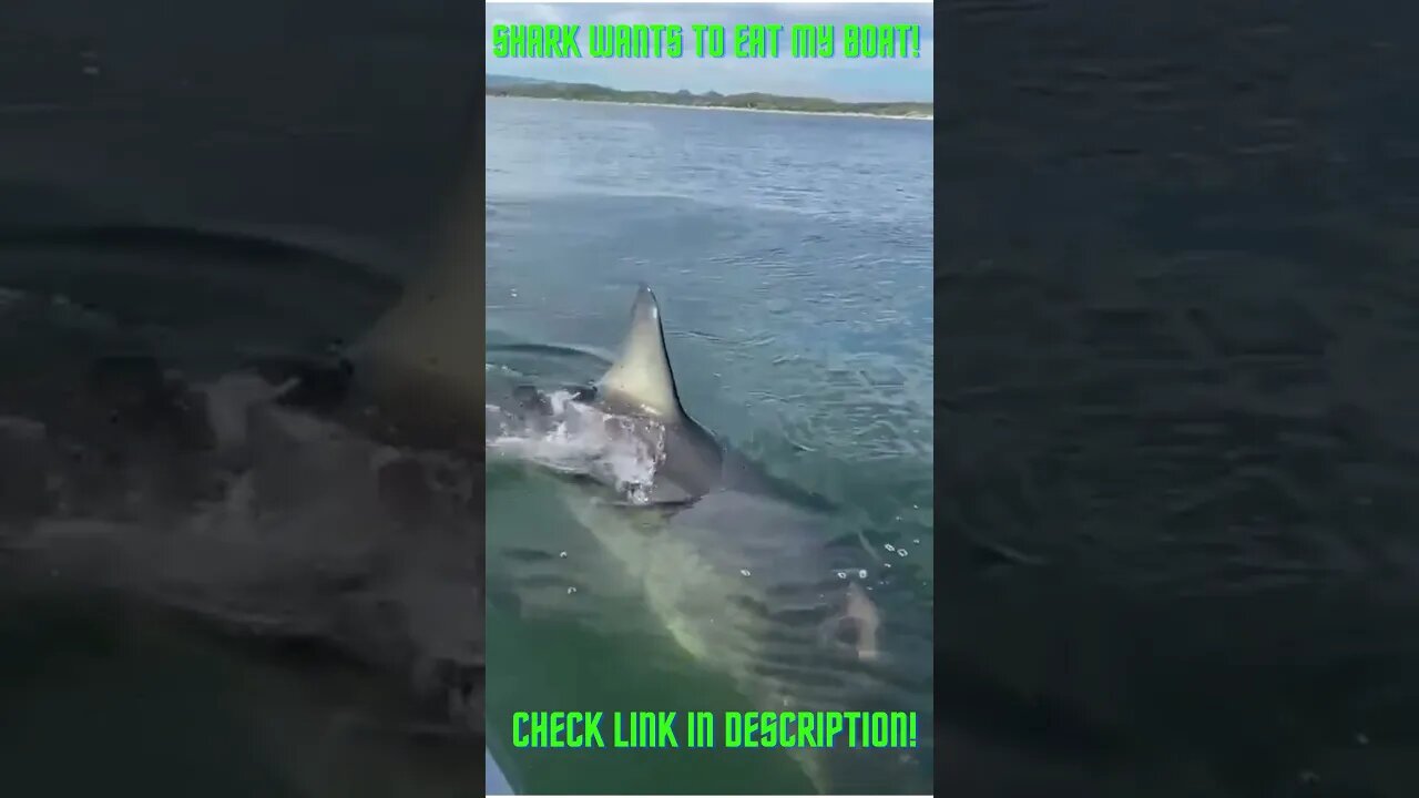 Shark #Want To Eat My Boat! Amazing! #Shorts #YoutubeShorts #ExtremeSports #Shark #SharkAttack