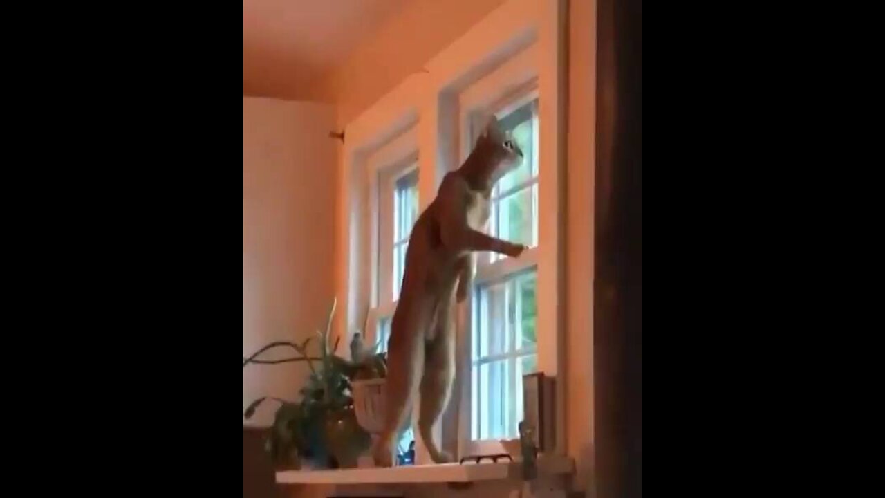 What Could Kill A CAT If Not Curiosity😹
