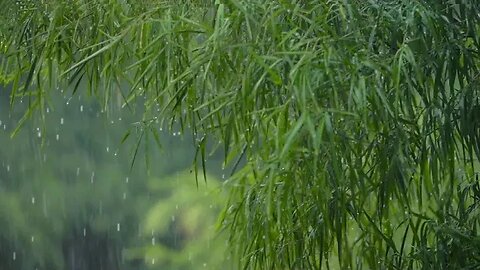 Relaxing Rain Sounds: Soothing Rainfall for a Peaceful Ambience