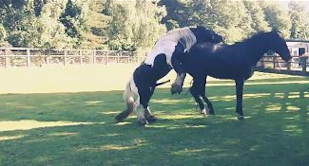 Beautiful Horse Meeting for the First Time Must Watch