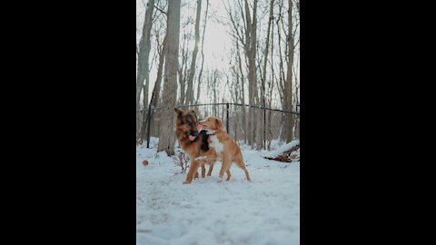 German shepherds Vs golden retriever