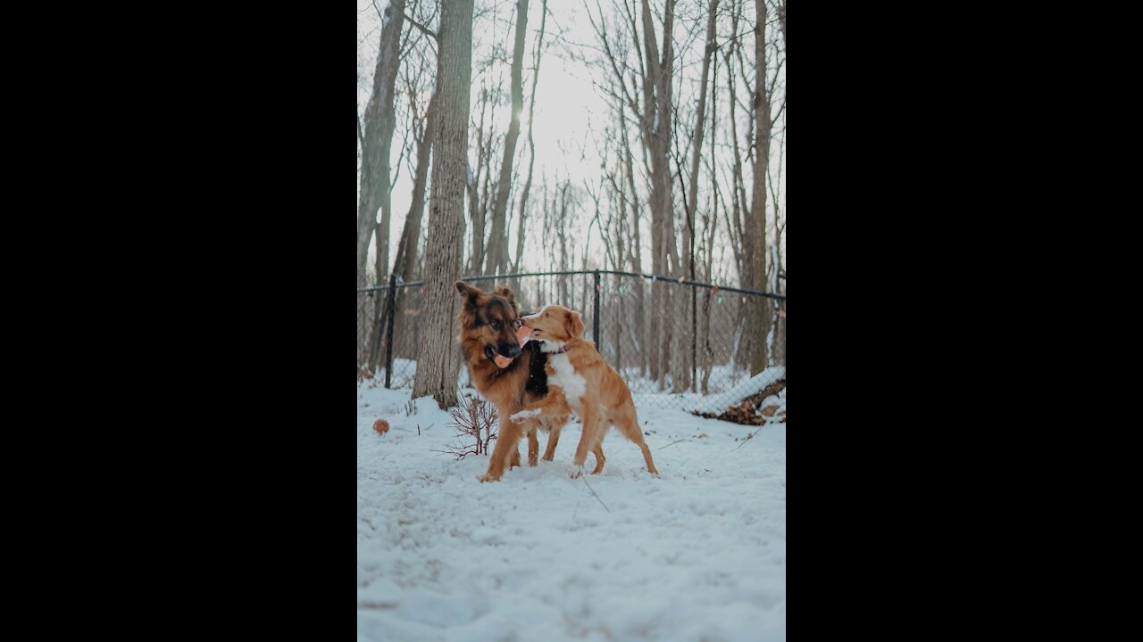 German shepherds Vs golden retriever
