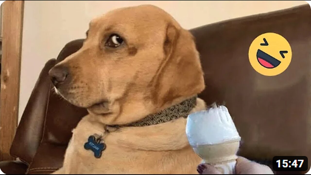 New Funny Animals (Part 13)