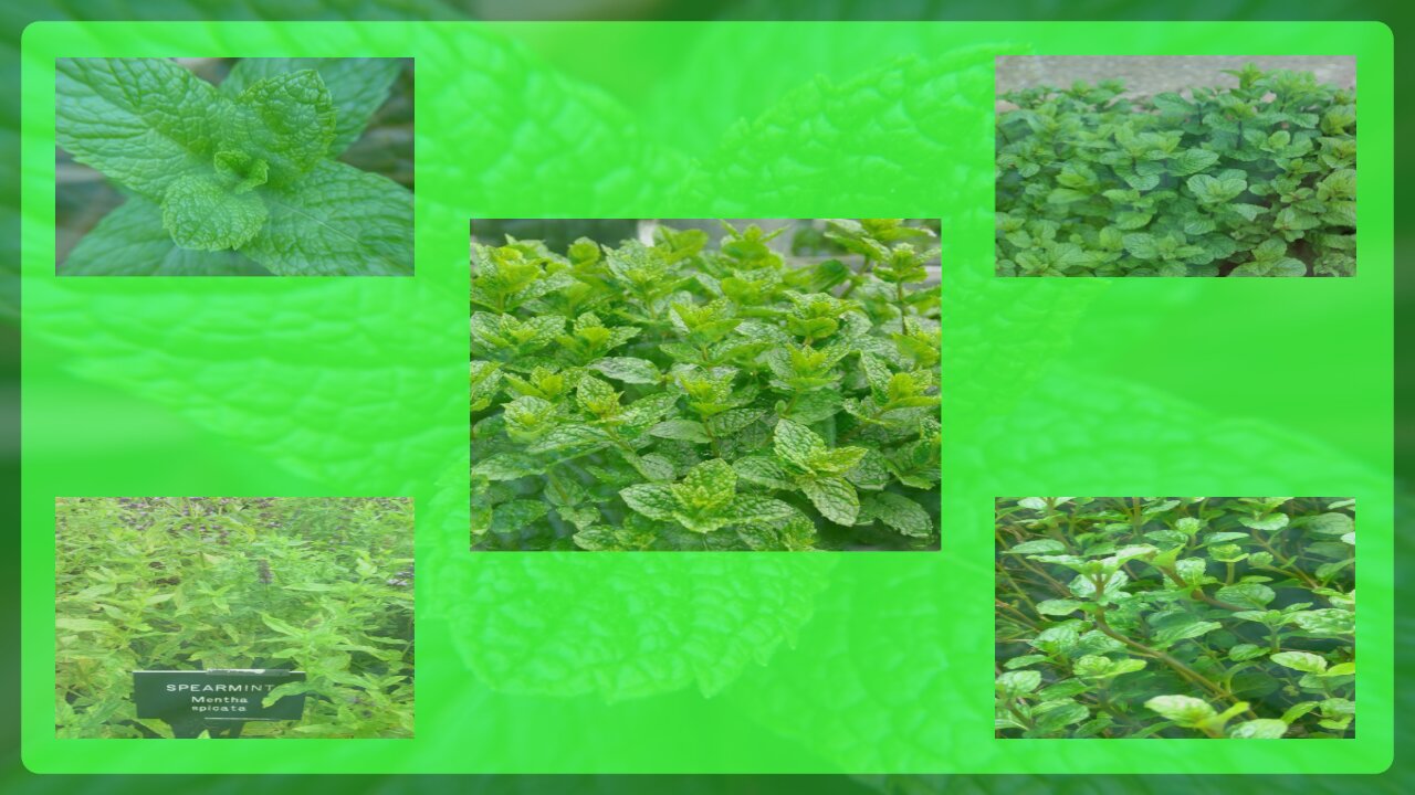 1. Mint helps relieve fever and headache (Mentha spicata)