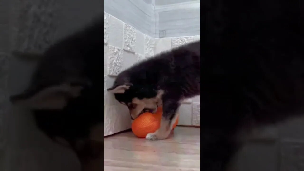 Funniest Cat and Dog Videos Compilation
