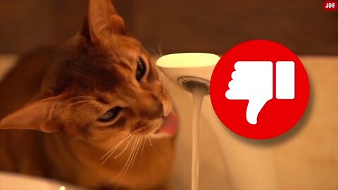 21 Ways You Are Hurting Your Cat Without Realizing