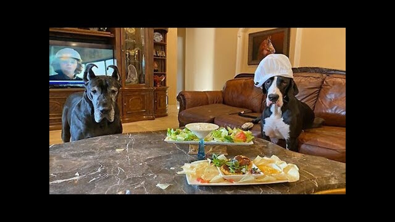 Great Danes happily sample some tasty clam chowder