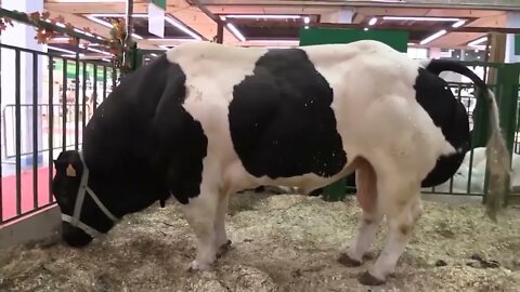Los 10 Toros Más Grandes Del Mundo-9