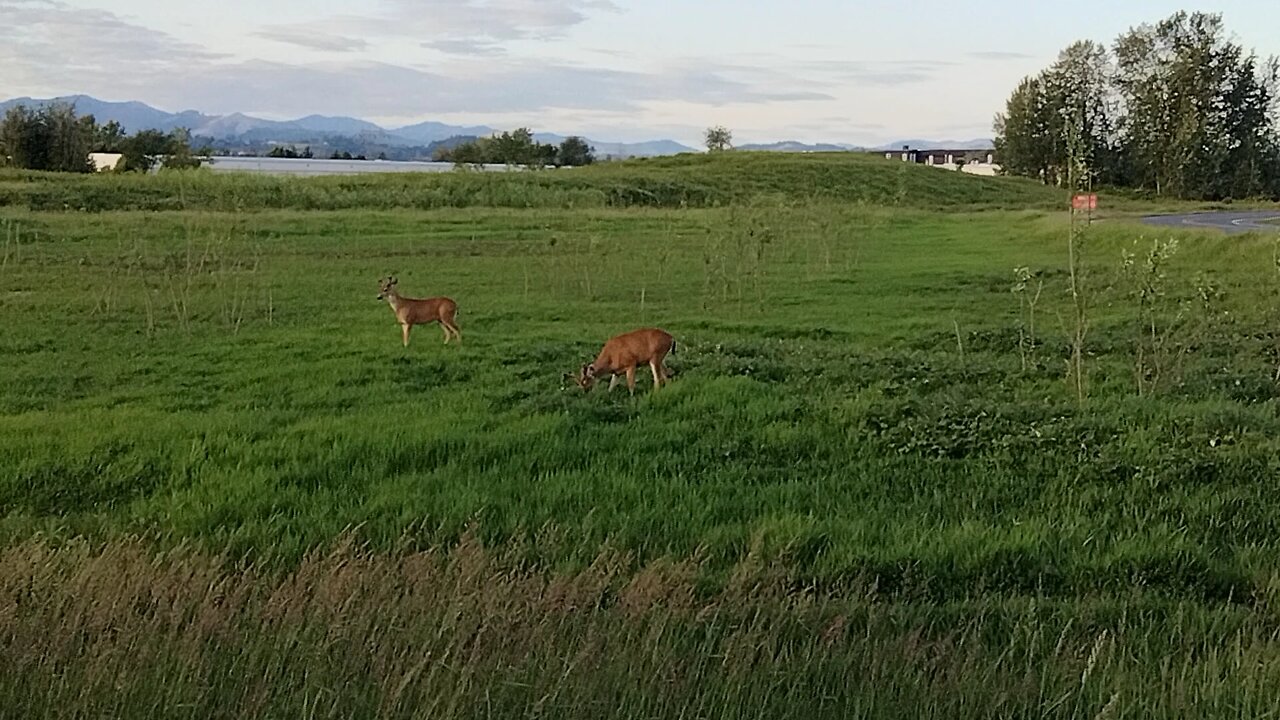 spring bucks in velvet