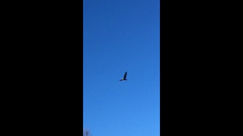 Bald Eagle flies over while I’m deer hunting