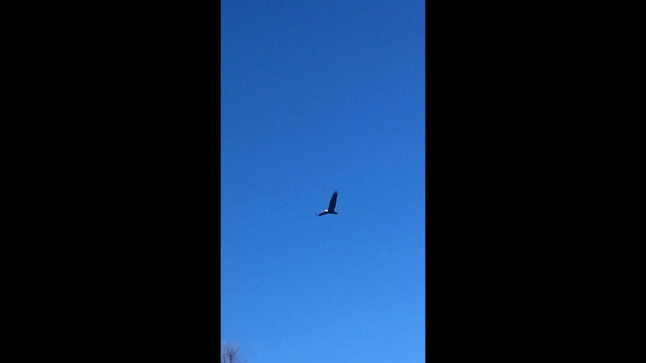 Bald Eagle flies over while I’m deer hunting