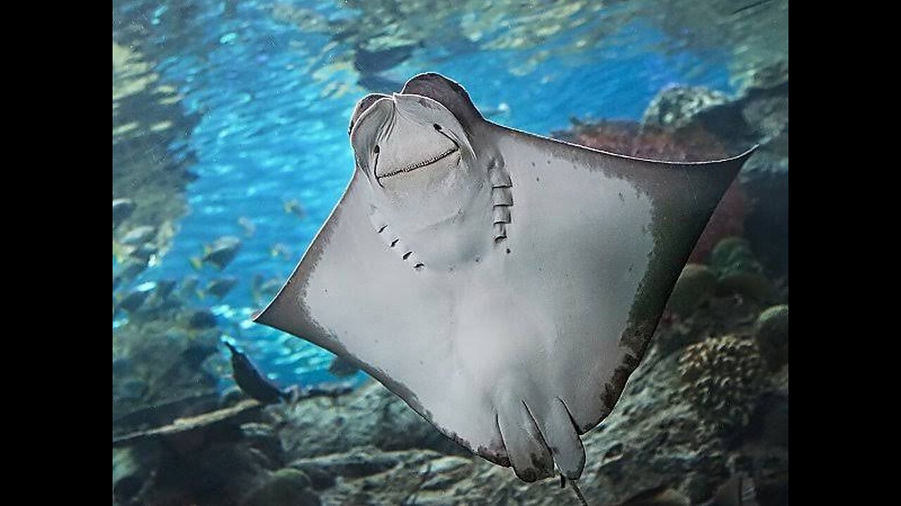 Stingray an amazing fish..| so cute.