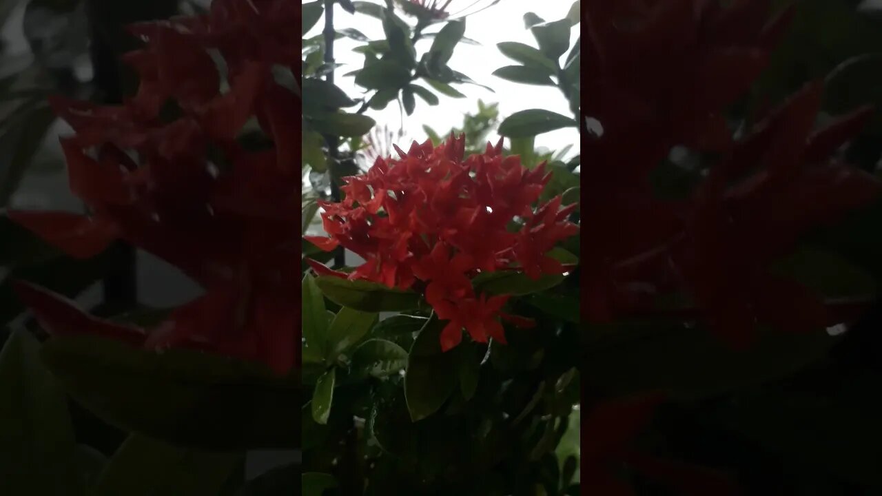 wow wonderful natural amazing nature flowers #viralvideo #naturalb