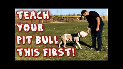 Teach Your Pit bull this first! (obedience Training)