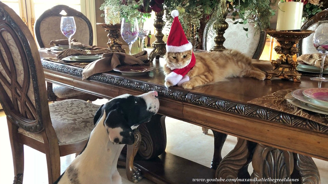 Puppy fascinated by cat's festive 'Santa Claws' hat