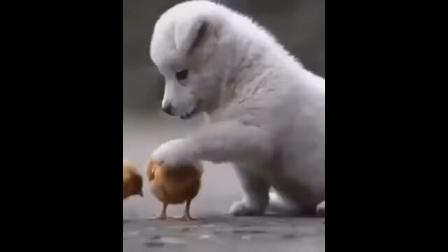 Ultimate Baby Dogs - Cute and Funny Dog Videos Compilation