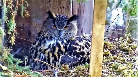 Nestorations-Brood Feathers Visible 🦉 03/22/23 17:52