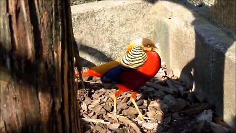Beautiful Golden Pheasants and Wading Birds-13