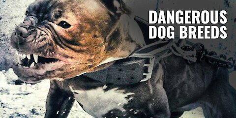 Boxer || Most Dangerous Dog Breeds In The World