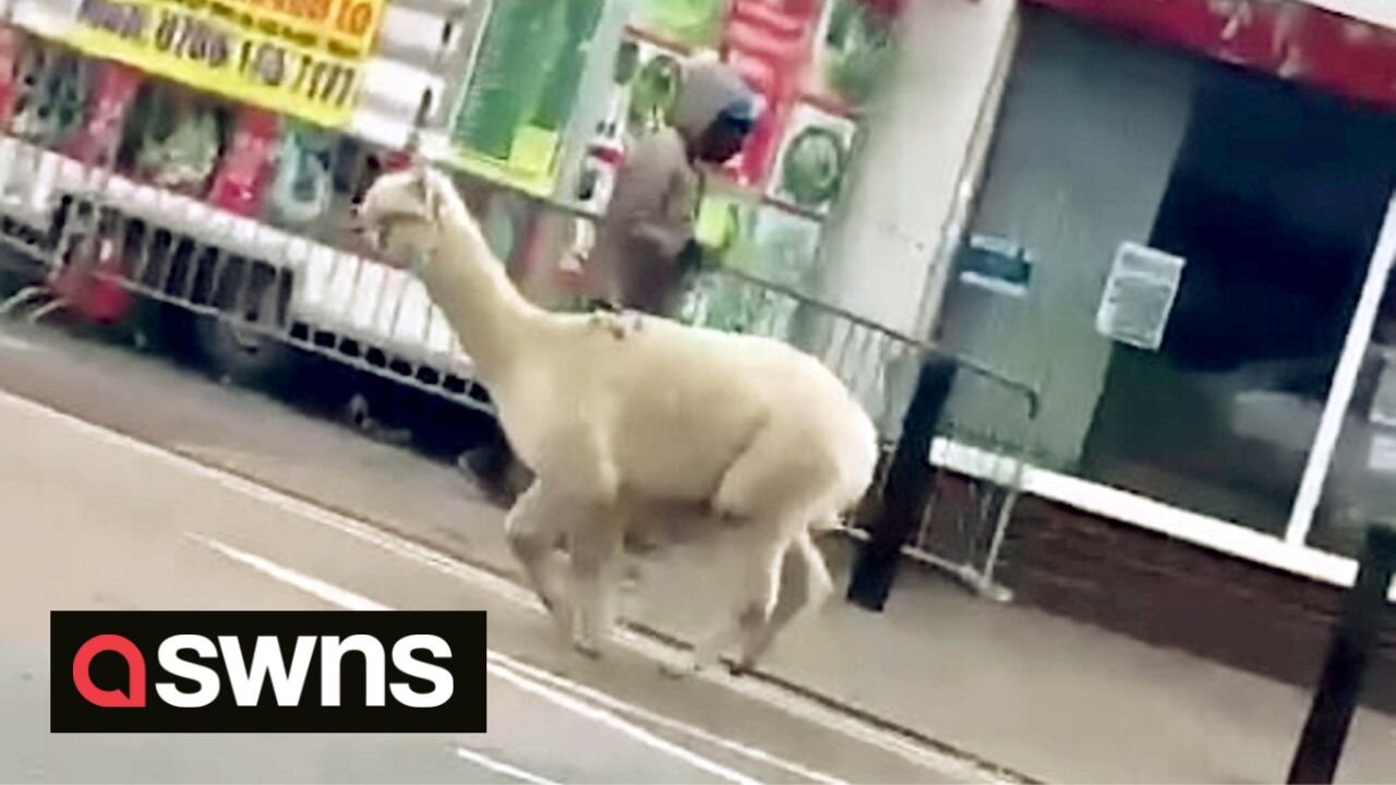 Runaway ALPACA causes traffic chaos along busy street in Birmingham, UK