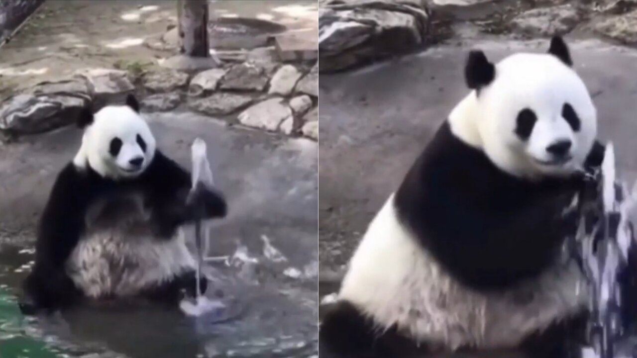 The cute panda is playing with water and is also trying to stop it from coming out of the pipe.