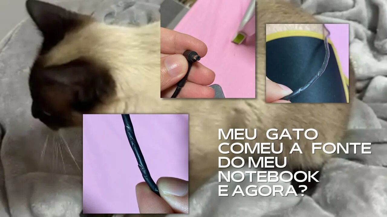 Fui beber agua quando volto meus gatos comeram todo o fio do meu notebook #romeuejulieta