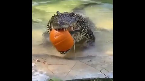 Crocodilians love to eat fruit