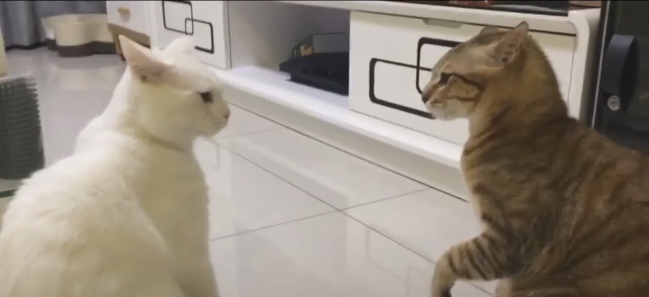 Cats talking these cats can speak english better than hooman