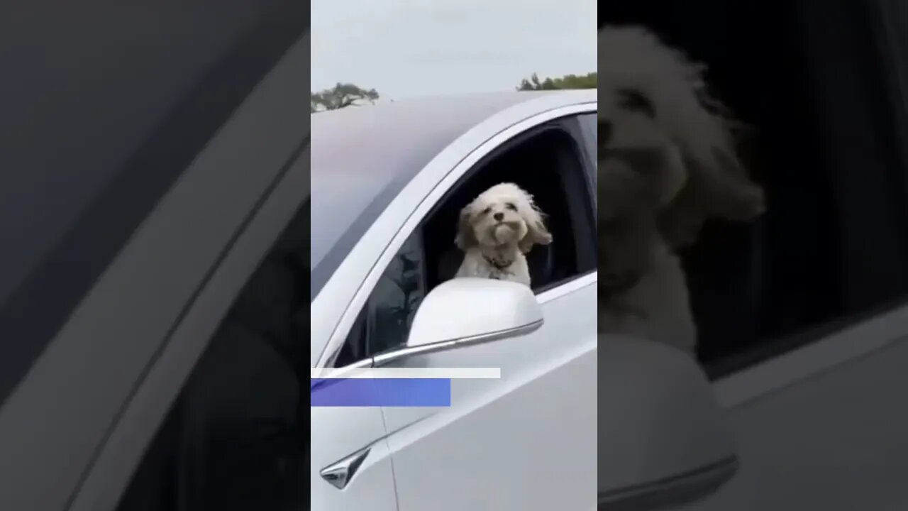 Dog drives a Tesla Model X 😱