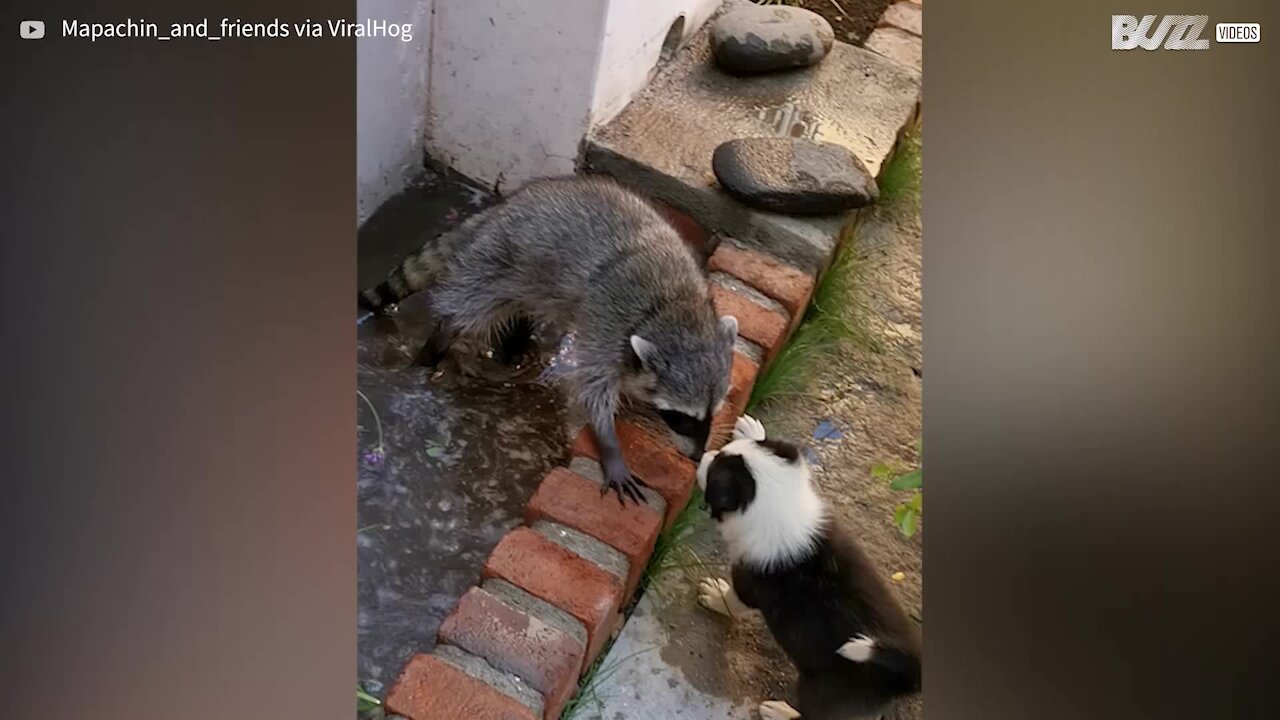 Puppy plays with raccoon while it takes a bath!