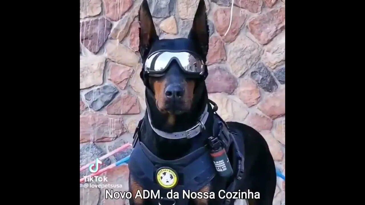 Novo Chefe da Cozinha