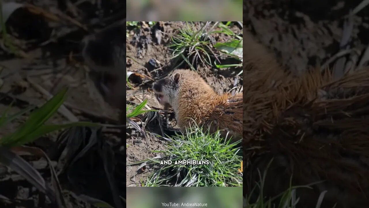 Japanese Weasel One Of The Cutest And Most Exotic Animals In The Wild #shorts