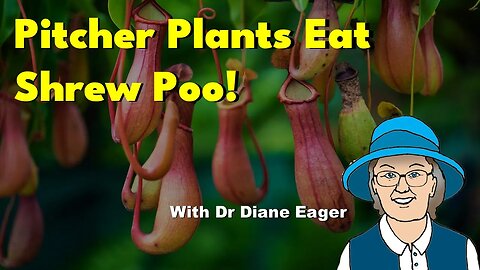 Pitcher Plants Eat Shrew Poo!