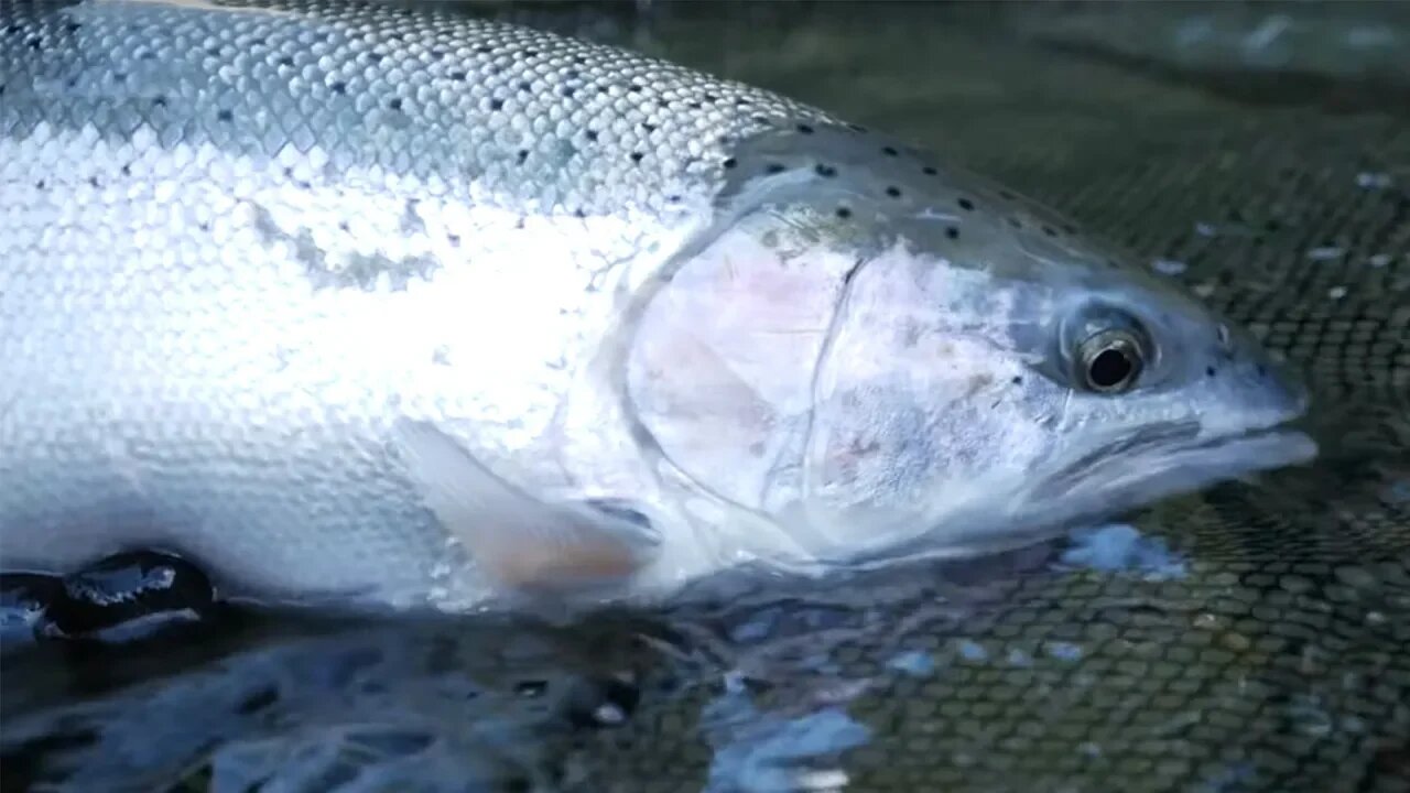 The Disco Pink Worm Gets It DONE! - High Water Steelhead Raft Fishing