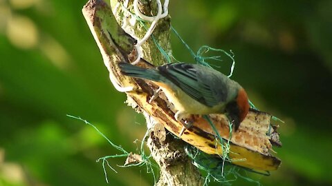 Beautiful Birds And Nature Wild Animals