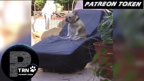 Try Not To Laugh - Funny Pet Animals' Life - The Funniest Cats and Dogs - Patreon Token