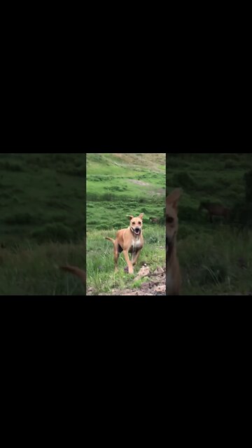Slinky Dog excellent recall
