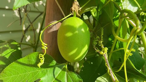 Discover the 4 Fastest Growing Fruiting Plants YOU Must Grow NOW 🌱🍎🍇