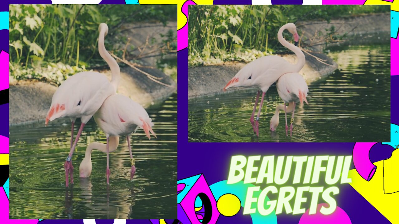 BEAUTIFUL Egrets due to the animal nature of the planet.