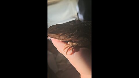 Brandythebeardeddragon