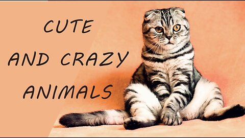 Funny Moments From Animal Life / They Are So Crazy