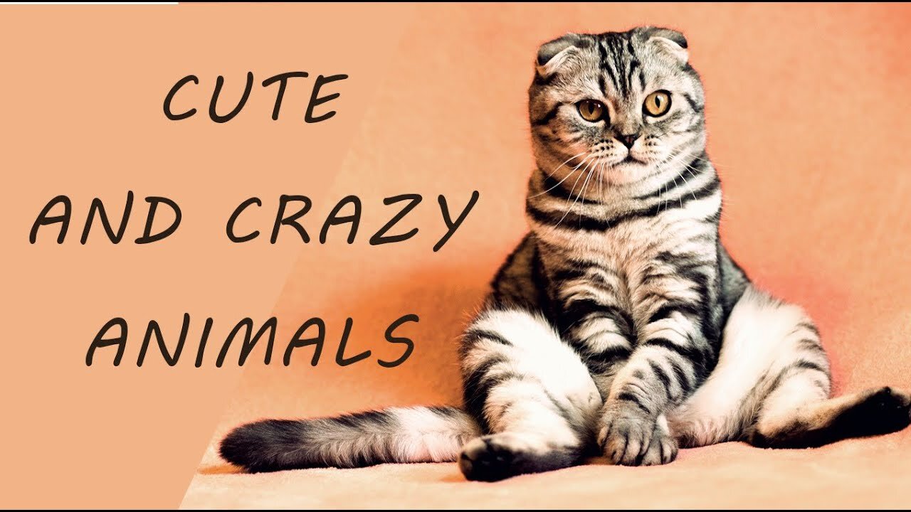Funny Moments From Animal Life / They Are So Crazy